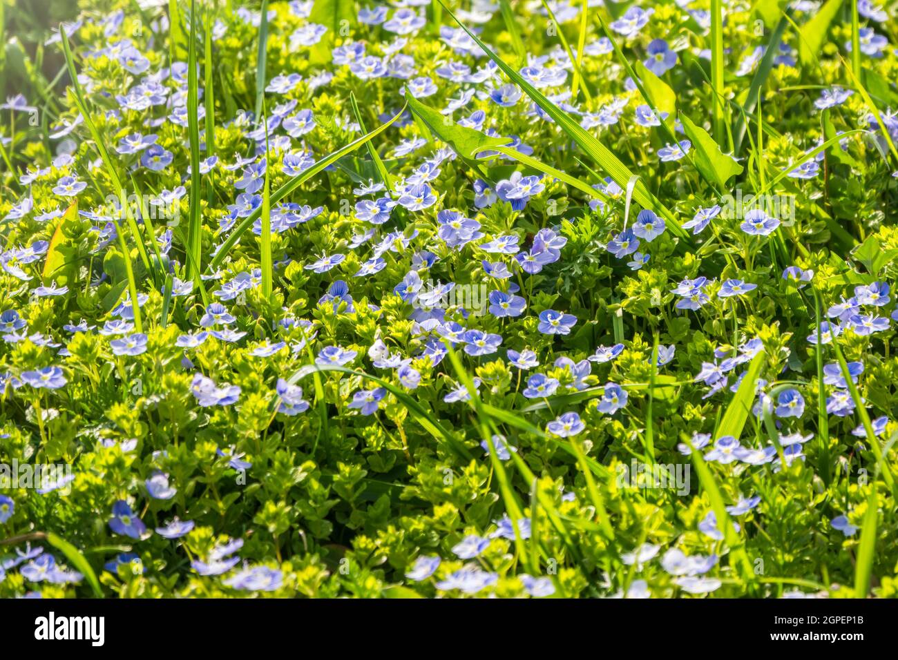 Field of Beautiful blue flowers of Veronica chamaedrys or germander