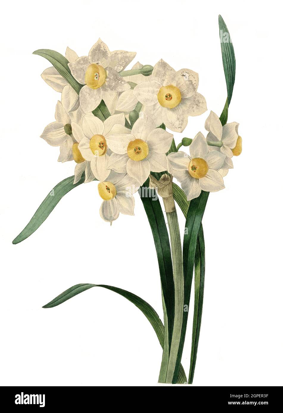 Strauß-Narzisse, Narcissus tazetta, auch Bukett-Narzisse, Mehrblütige Narzisse oder Tazette  /  Narcissus tazetta, paperwhite, bunch-flowered narcissus, bunch-flowered daffodil, Chinese sacred lily, cream narcissus, joss flower, polyanthus narcissus, Digital aufbereitete Reproduktion einer Aquarellzeichnung aus dem Jahre 1827, von P.J.Redoue, Kupfertafel  /  Digitally processed reproduction of a watercolor drawing from 1827, by P.J. Redoue, copper plate, Originaldatum unbekannt Stock Photo