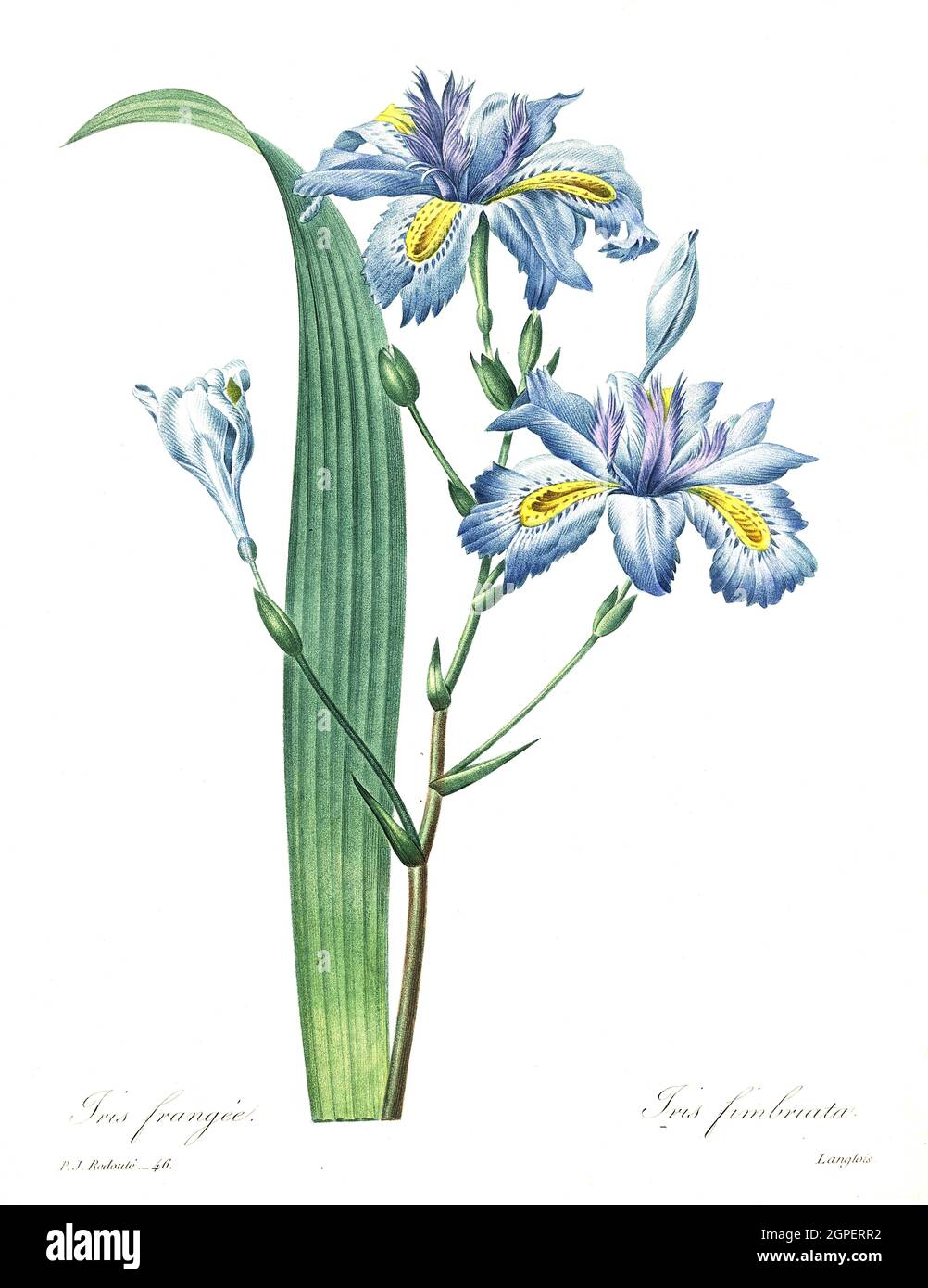 Iris fimbriata, Verschiedenfarbige Schwertlilie, Iris versicolor, auch Schillernde Schwertlilie  /  Iris versicolor, blue flag, harlequin blueflag, larger blue flag, northern blue flag, poison flag, Digital aufbereitete Reproduktion einer Aquarellzeichnung aus dem Jahre 1827, von P.J.Redoue, Kupfertafel  /  Digitally processed reproduction of a watercolor drawing from 1827, by P.J. Redoue, copper plate, Originaldatum unbekannt Stock Photo