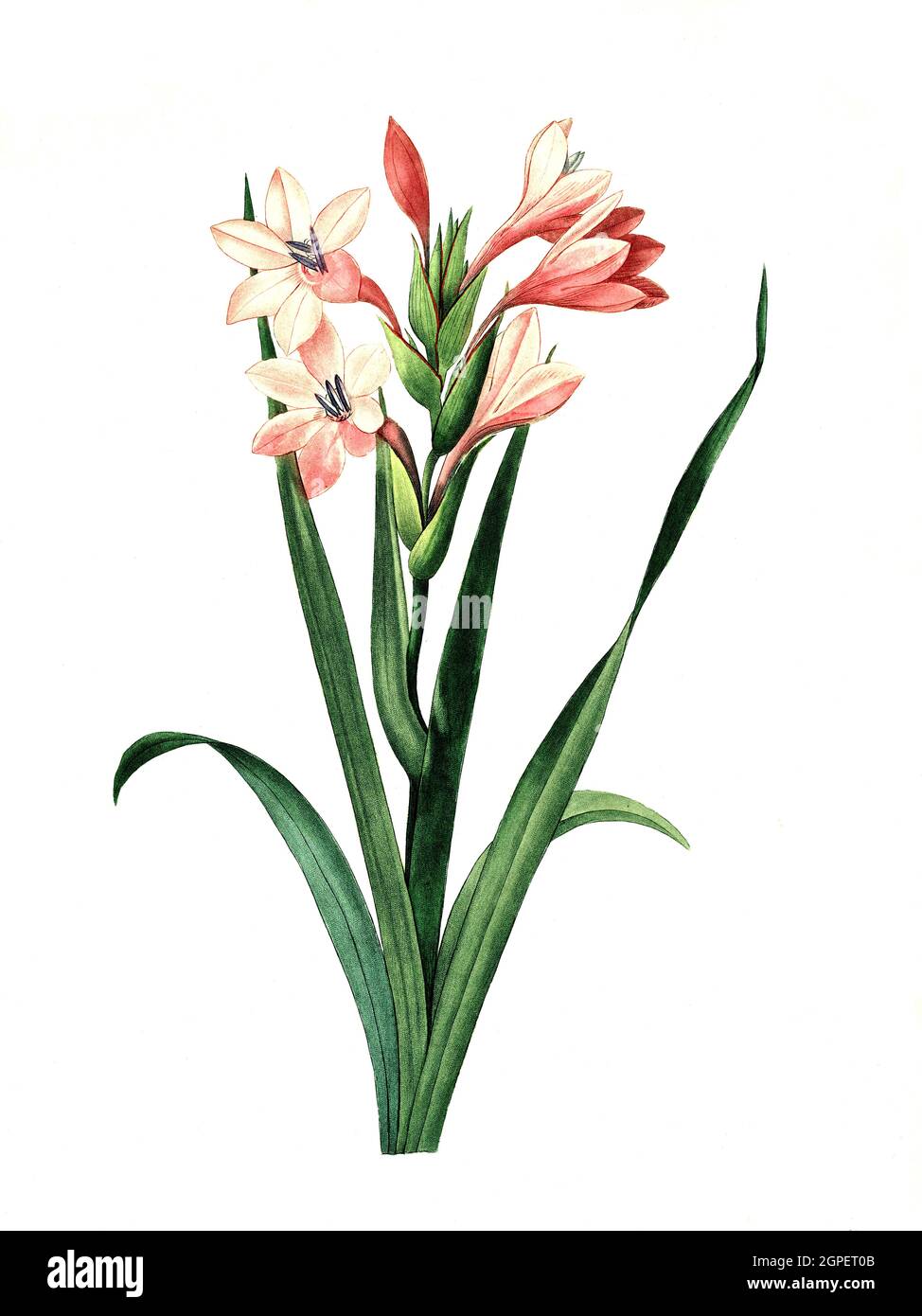 Acker-Gladiole, Gladiolus italicus  /  Gladiolus italicus is a species of gladiolus known by the common names Italian gladiolus, field gladiolus, and common sword-lily, Digital aufbereitete Reproduktion einer Aquarellzeichnung aus dem Jahre 1827, von P.J.Redoue, Kupfertafel  /  Digitally processed reproduction of a watercolor drawing from 1827, by P.J. Redoue, copper plate, Originaldatum unbekannt Stock Photo