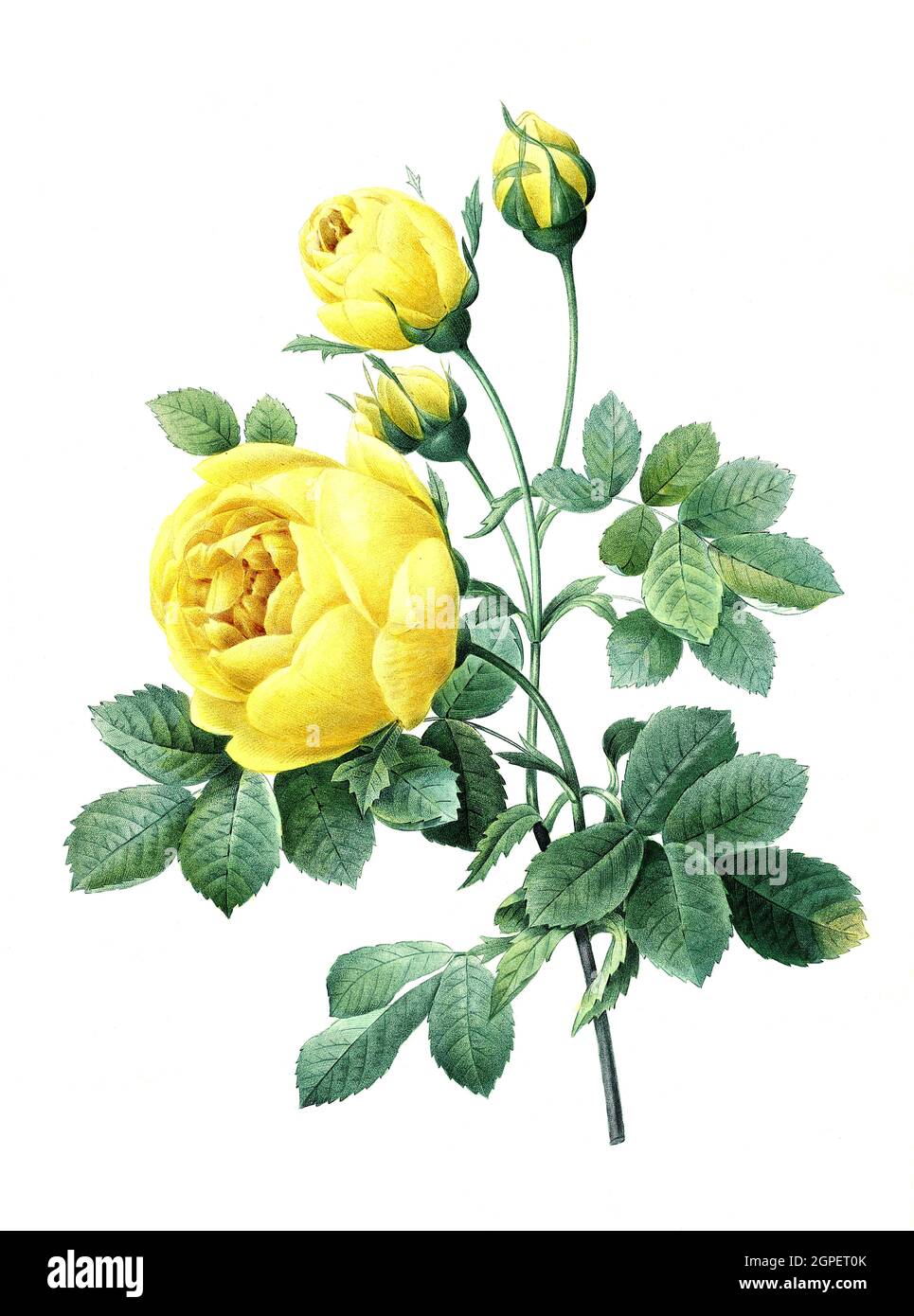 Rosa sulfurea, gelb blühende Rose / yellow blossoms of the Rose, Digital  aufbereitete Reproduktion einer Aquarellzeichnung aus dem Jahre 1827, von  P.J.Redoue, Kupfertafel / Digitally processed reproduction of a watercolor  drawing from