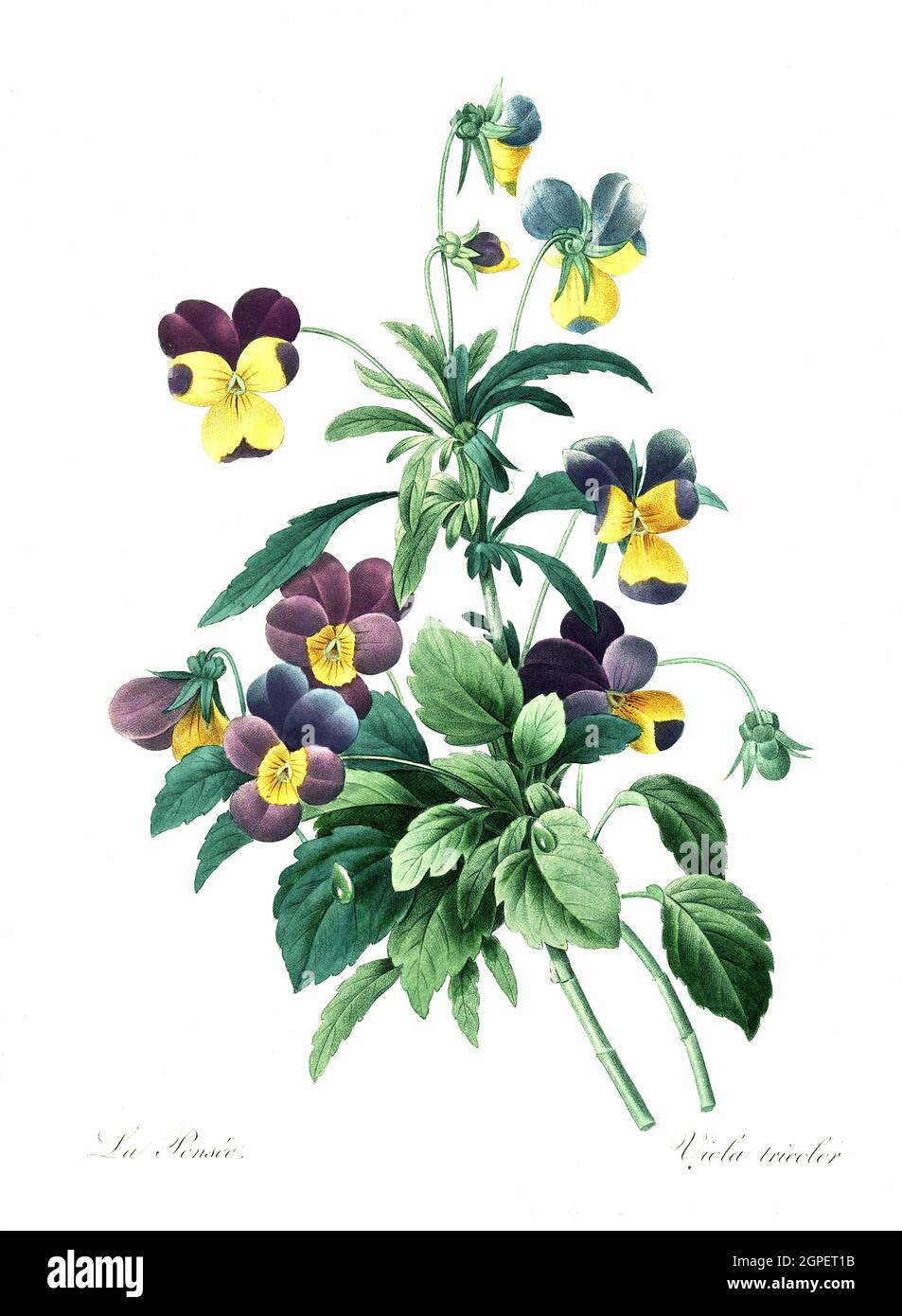 Wildes Stiefmütterchen, Viola tricolor, Ackerveilchen, Muttergottesschuh, Mädchenaugen, Schöngesicht oder Liebesgesichtli sowie Christusauge  /  Viola tricolor, also known as wild pansy, Johnny Jump up, heartsease, heart's ease, heart's delight, tickle-my-fancy, Jack-jump-up-and-kiss-me, come-and-cuddle-me, three faces in a hood, love-in-idleness, or pink of my john, is a common European wild flower, Digital aufbereitete Reproduktion einer Aquarellzeichnung aus dem Jahre 1827, von P.J.Redoue, Kupfertafel  /  Digitally processed reproduction of a watercolor drawing from 1827, by P.J. Redoue, co Stock Photo