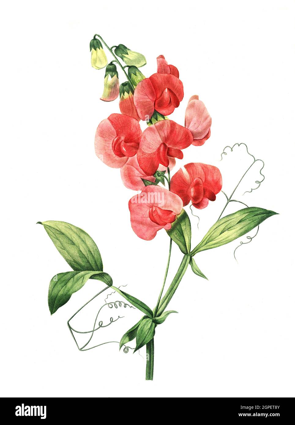 Are Sweet Peas Flower Safe For Dogs