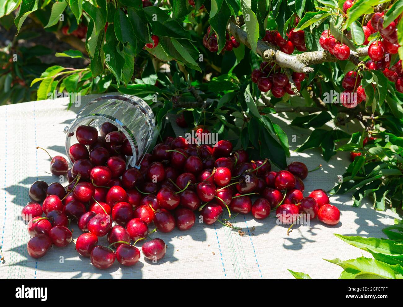 Pile of fresh ripe sweet cherries on table in summer garden Stock Photo ...
