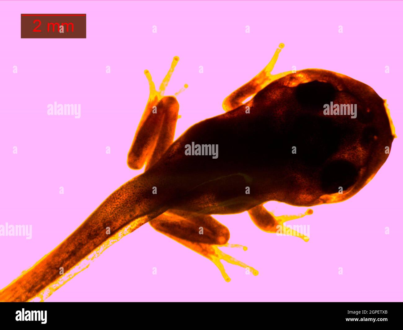 Microscopic image of Middle East tree frog, Hyla savignyi, Tadpole