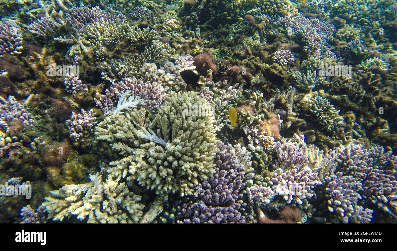 Underwater view of corals in shallow water reef under visible sunlight. Selective focus points. Blurred background Stock Photo