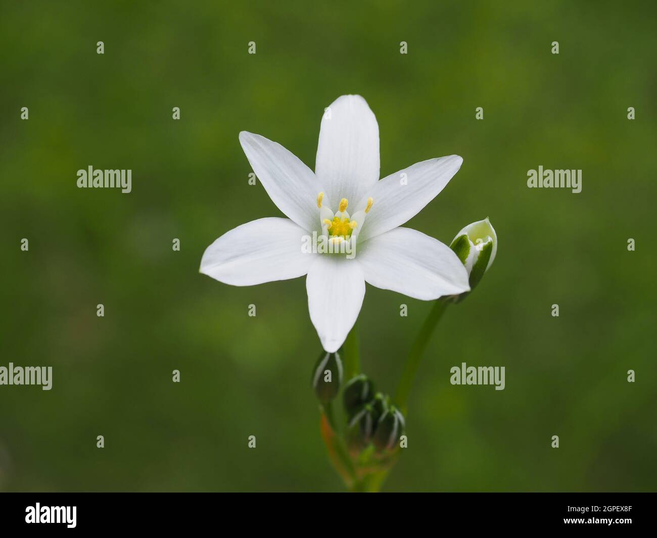 Ornithogalum umbellatum, white star-shaped flower, close up. Common name Star-of-Bethlehem, flowering plant in the family Asparagaceae, Scilloideae. Stock Photo