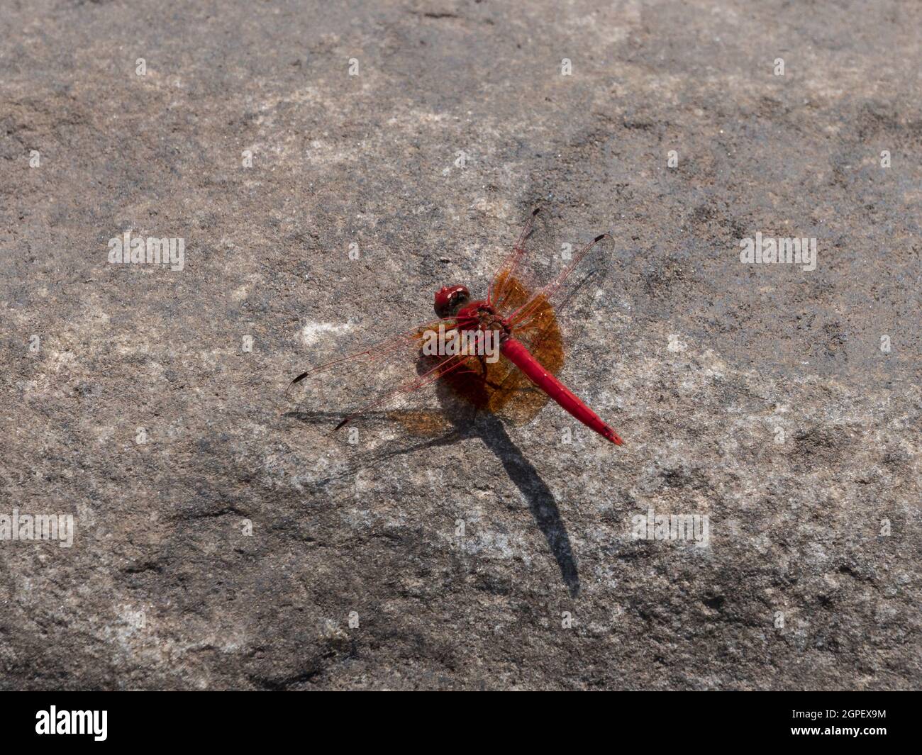 Closeup shot of a dragonfly on a rock texture Stock Photo - Alamy