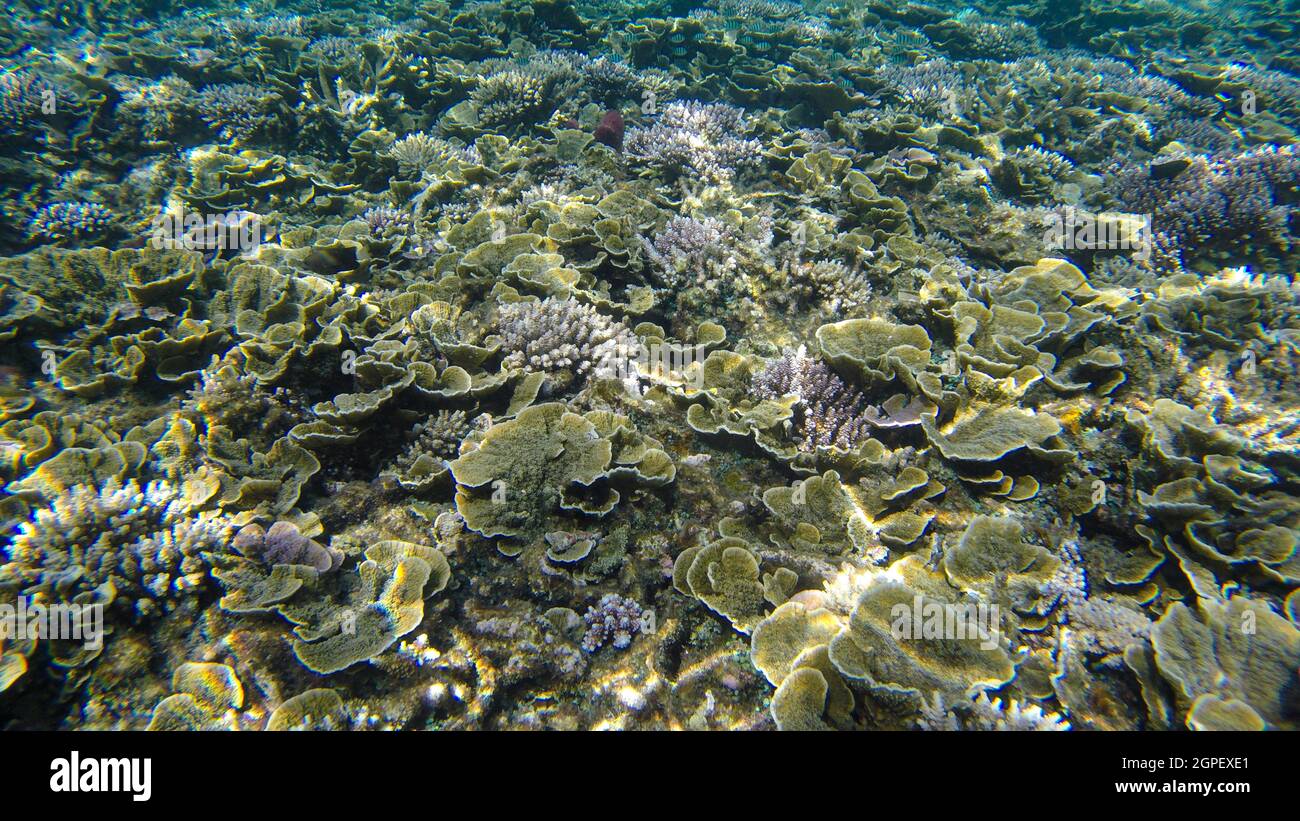 Underwater view of corals in shallow water reef under visible sunlight. Selective focus points. Blurred background Stock Photo