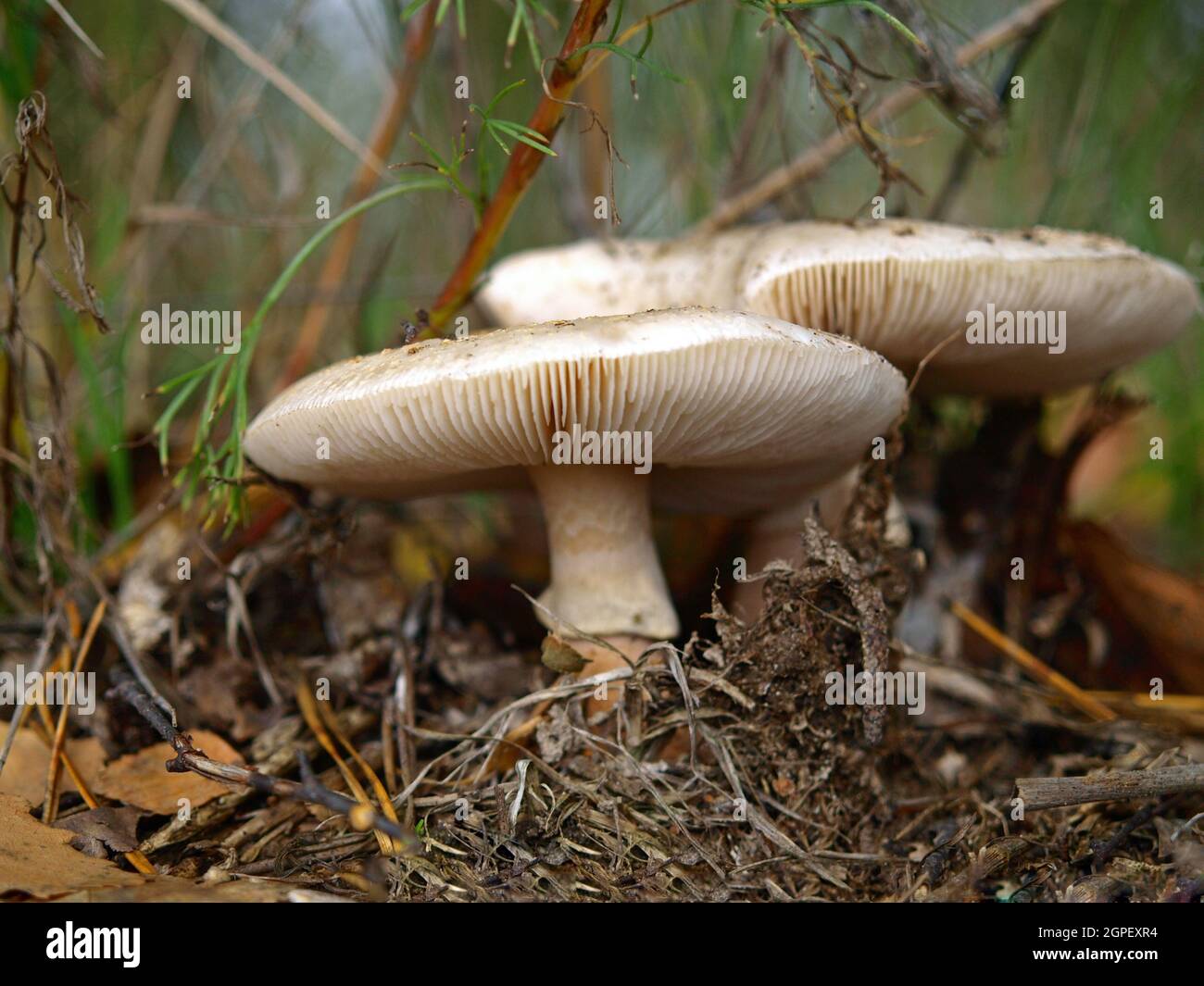 An autumn Mashroom season and picking. Young poisonous mushrooms. White Fly-agaric (Amanita) macro, close-up. Fabulous (Fairy) world of wildlife Stock Photo