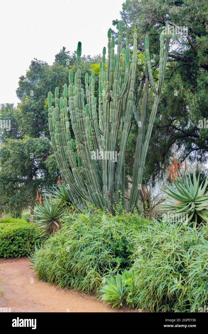 A large Cactus of unknown variety, at the historic Elizabeth Farm, home to Elizabeth and John Macarthur from the 1790's in Parramatta, New South Wales Stock Photo