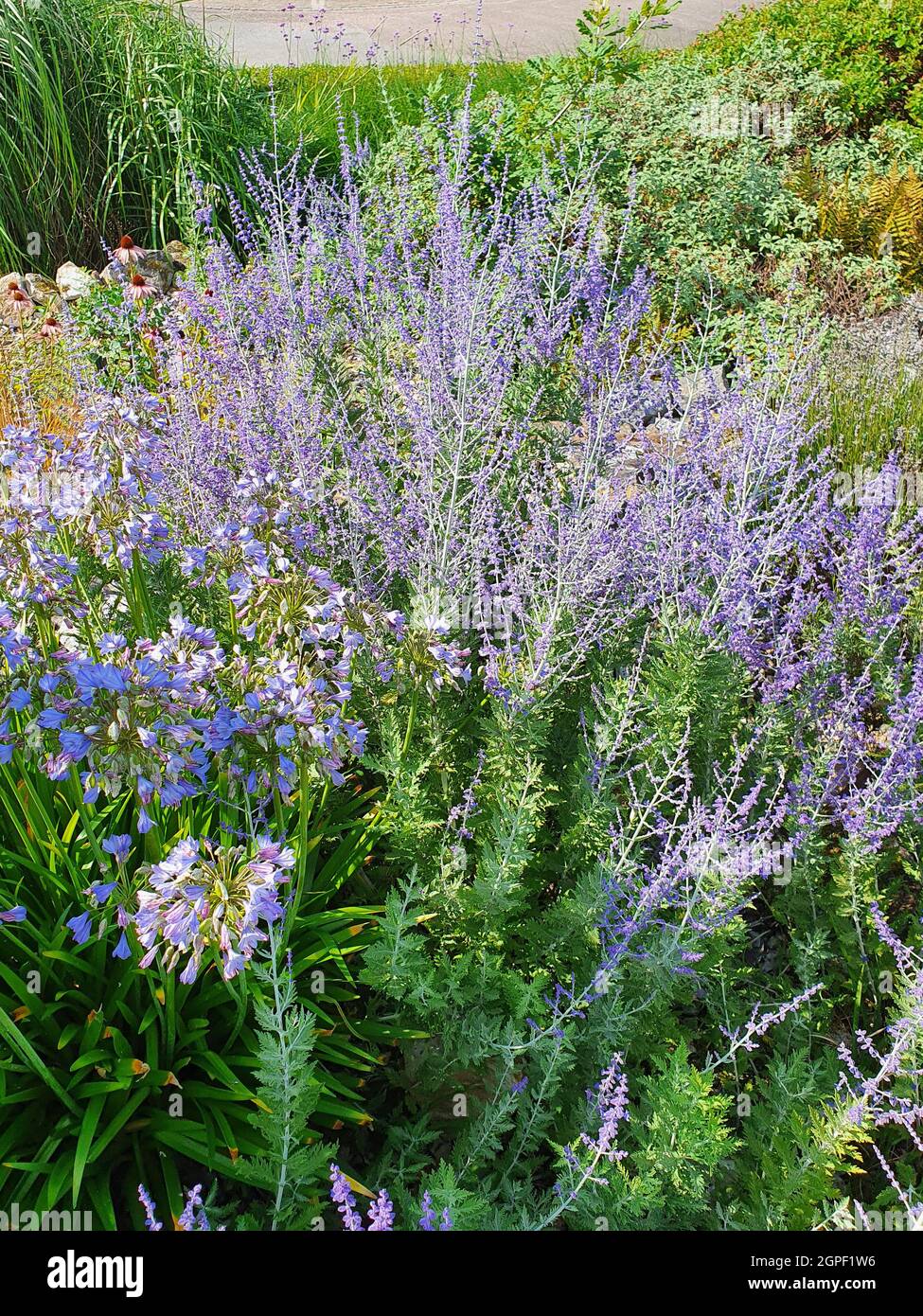 Perovskia 'Blue Spire' a late summer flowering plant with a blue purple summertime flower in July and August and commonly known as Russian Sage, stock Stock Photo