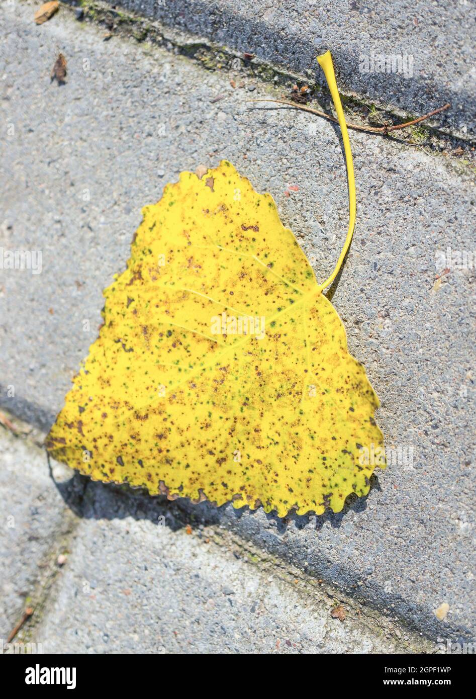 Top view of a fallen yellow leaf on the paved ground Stock Photo - Alamy