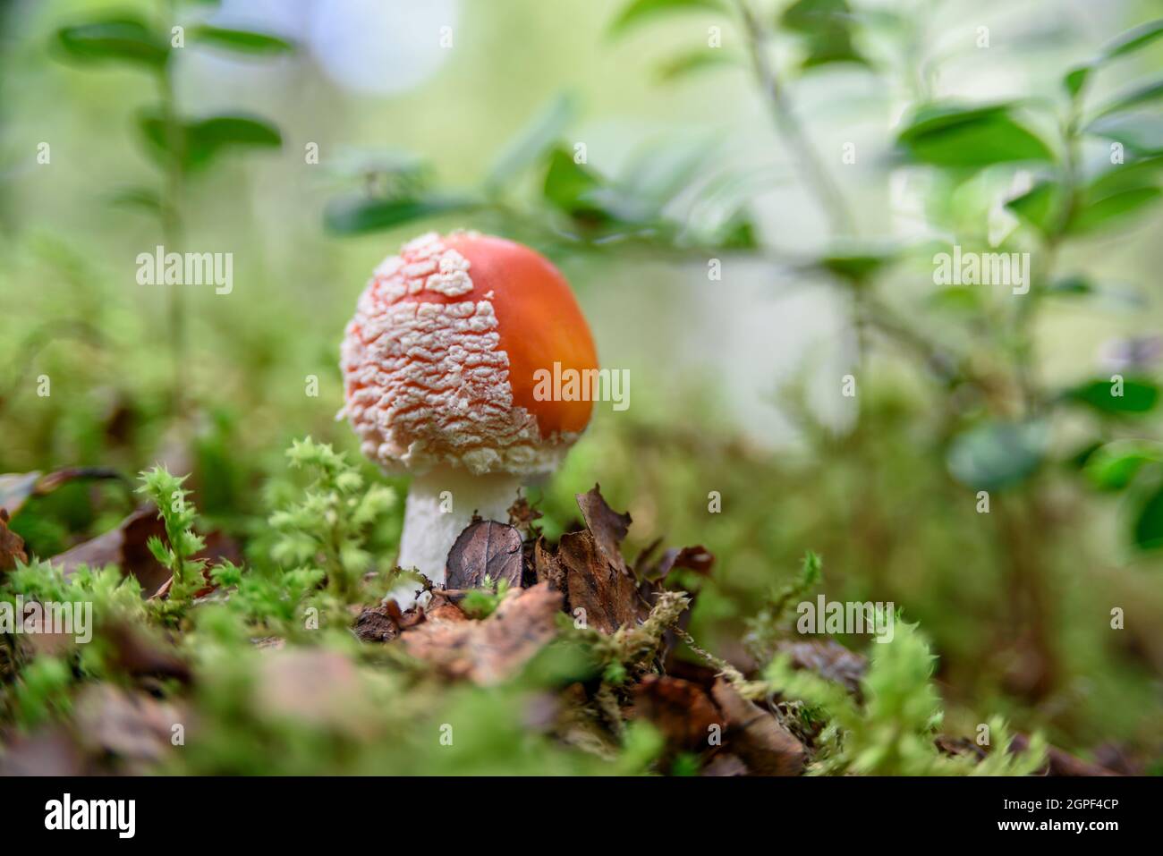 Nonedible mushrooms growing at forest on moss Stock Photo Alamy