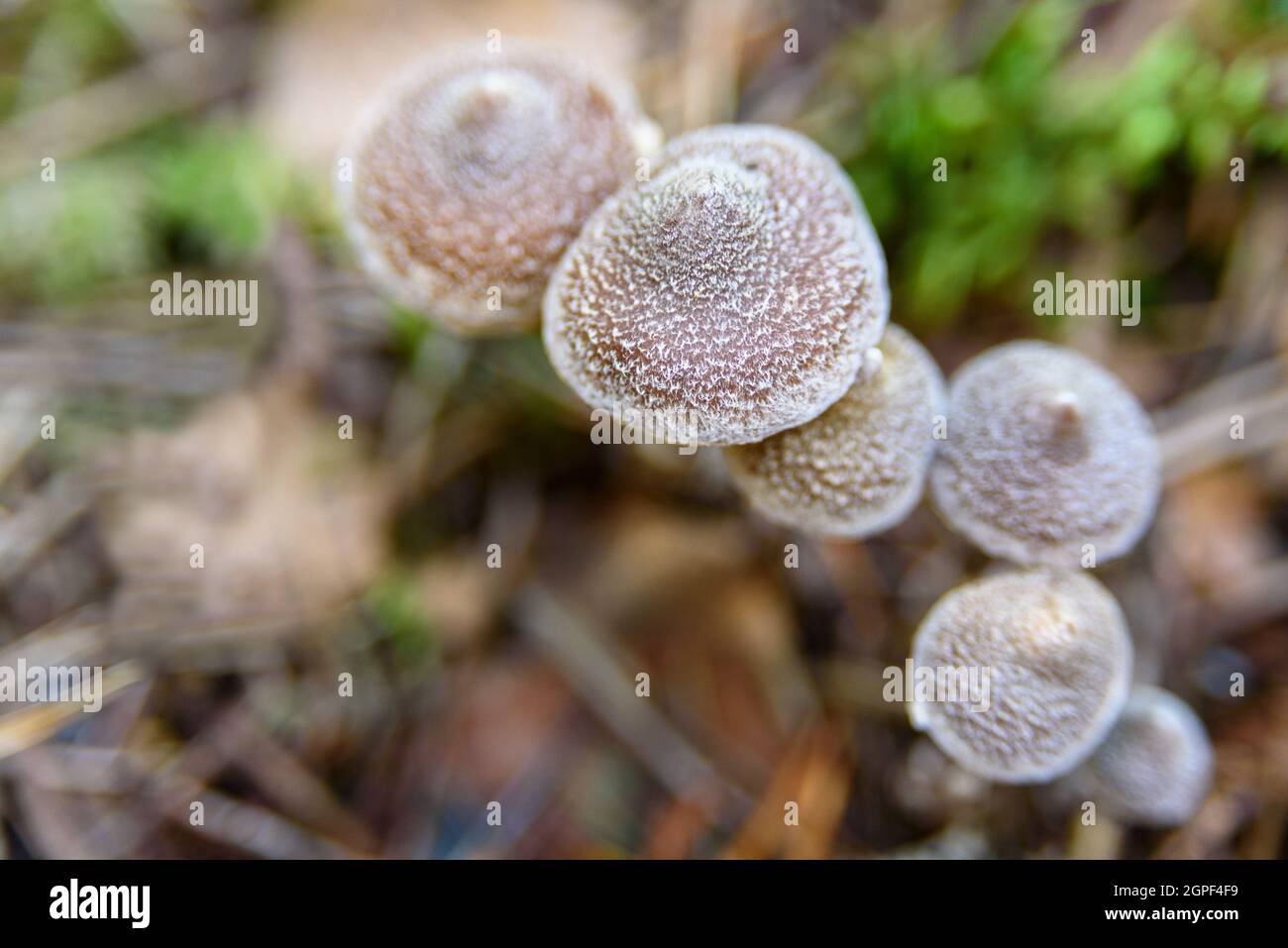 Non edible mushrooms hires stock photography and images Alamy