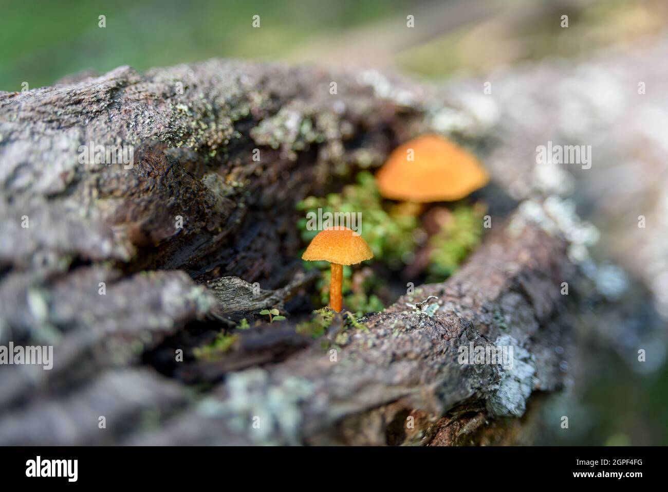 Nonedible mushrooms growing at forest on moss Stock Photo Alamy