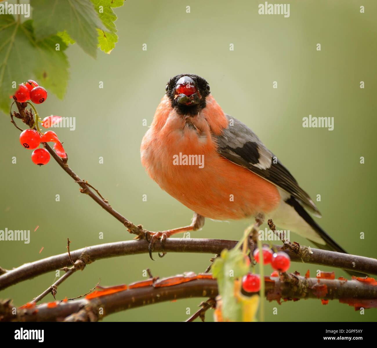 male bullfinch is eating a red currant Stock Photo