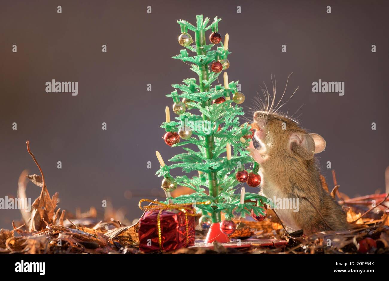 Mouse is climbing in a Christmas tree Stock Photo