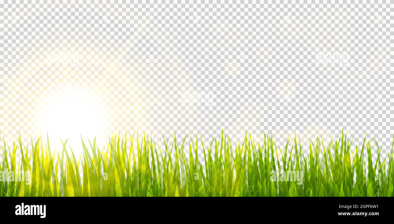 spring grass and sunlight panorama background Stock Vector