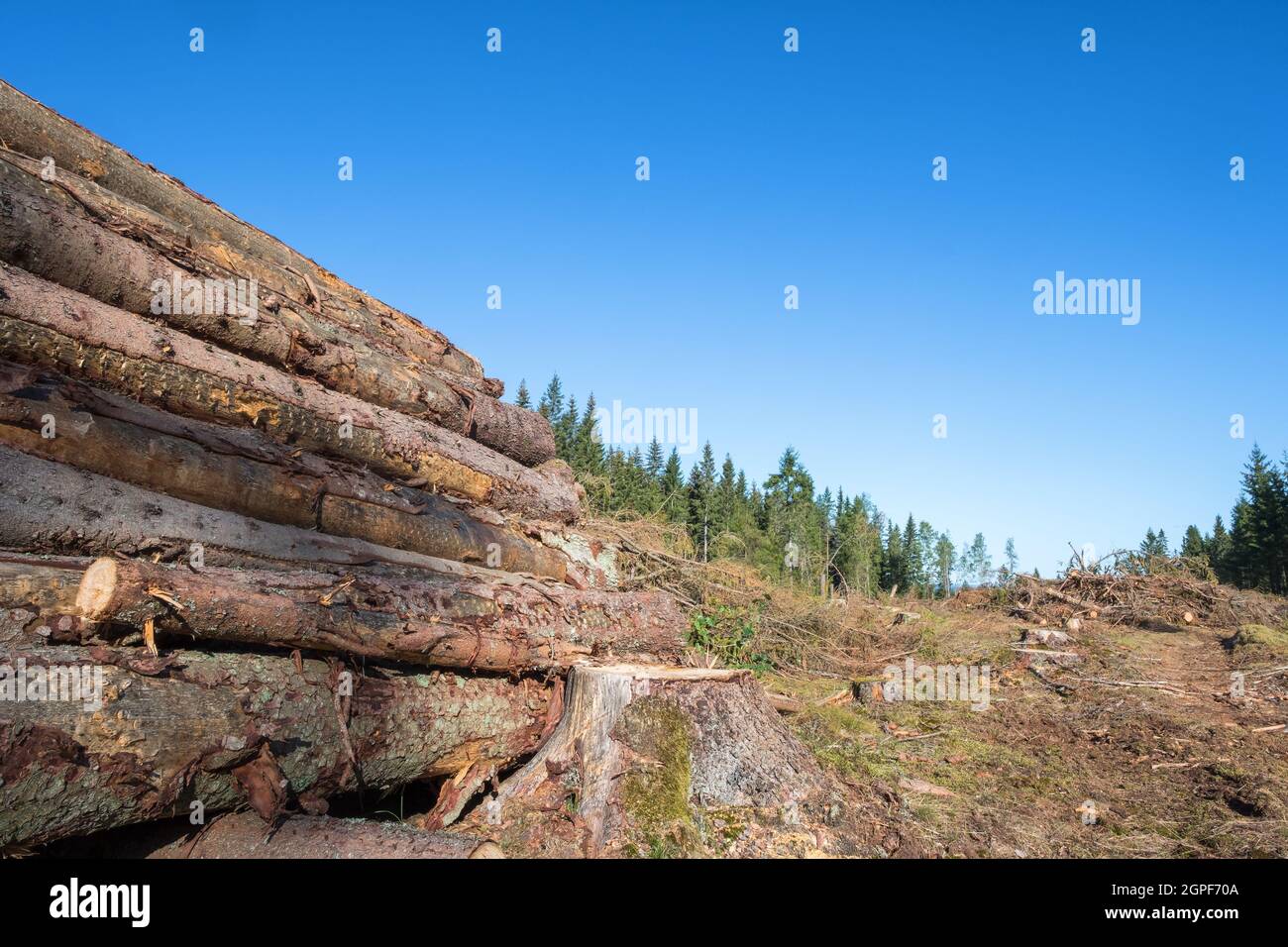 Felled trees in a stack on a clearcutting area Stock Photo