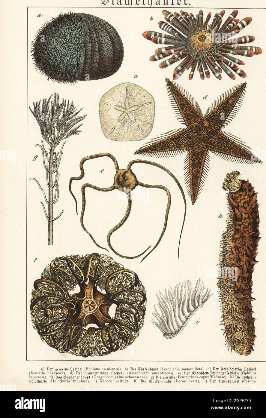Sea urchin, Echinus esculentus a, red pencil urchin, Heterocentrotus mamillatus b, six-holed keyhole urchin, Leodia sexiesperforata c, red comb star, Astropecten aranciacus d, serpent star, Ophiura ophiura e, basket star, Astrospartus mediterraneus  f, tubular sea cucumber, Holothuria tubulosa h, etc. Chromolithograph from Gotthilf Heinrich von Schubert's Natural History of Animal Kingdoms for School and Home (Naturgeschichte des Tierreichs fur Schule und Haus), Schreiber, Munich, 1886. Stock Photo