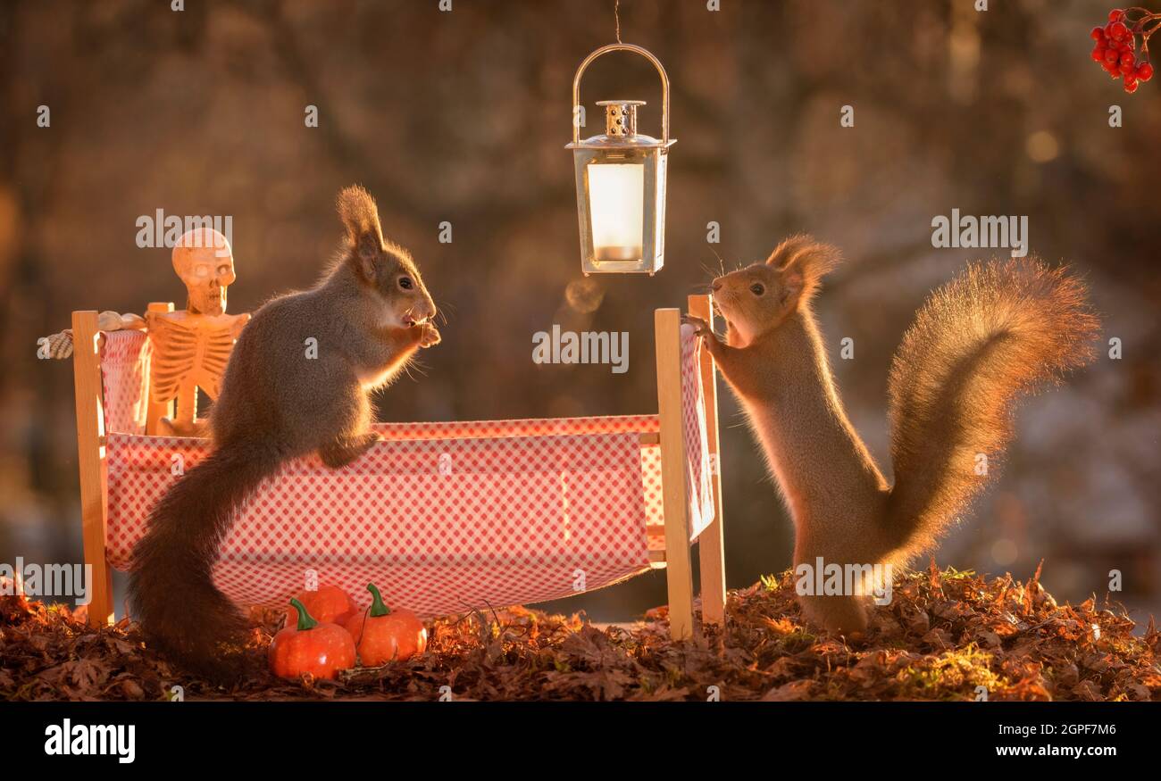 red squirrels with a skeleton in a bed Stock Photo
