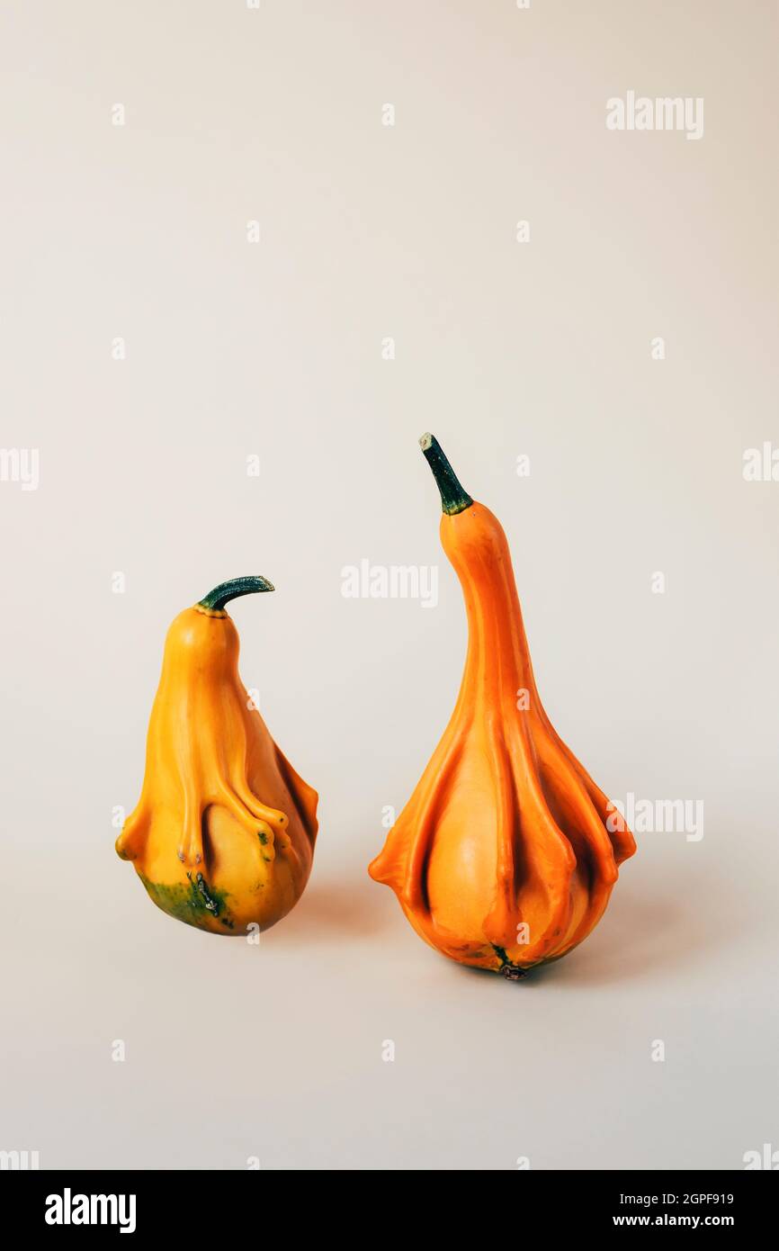 Two decorative pumpkins on light neutral background. Thanksgiving concept. Front view. Stock Photo
