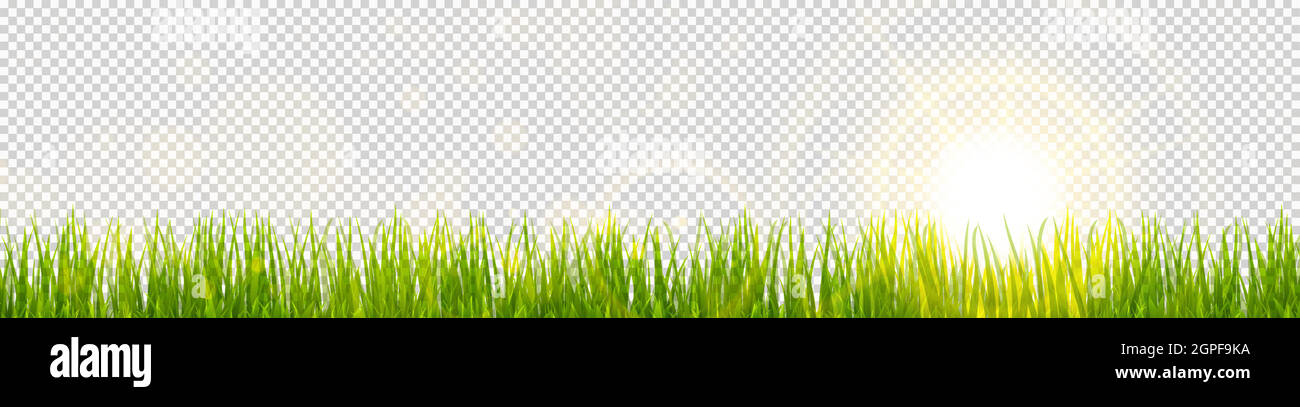 spring grass and sunlight panorama background Stock Vector