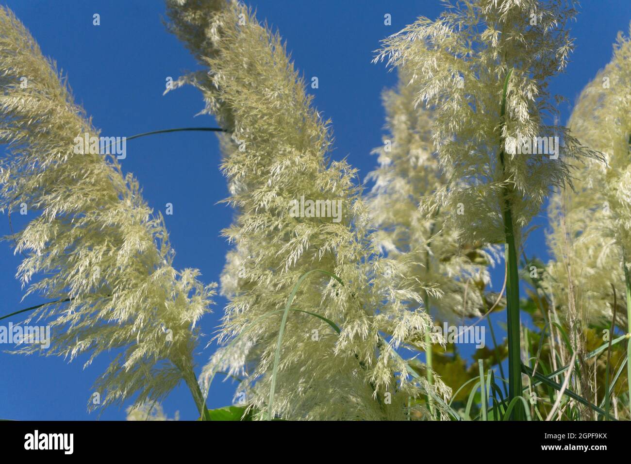 Pampas grass under a bright blue summer sky Stock Photo