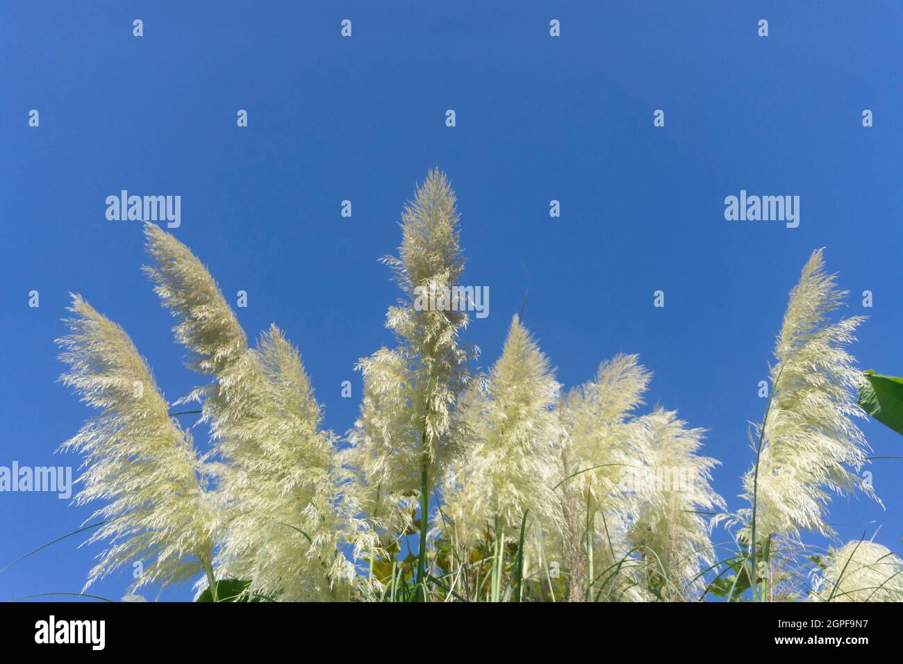 Pampas grass under a bright blue summer sky Stock Photo