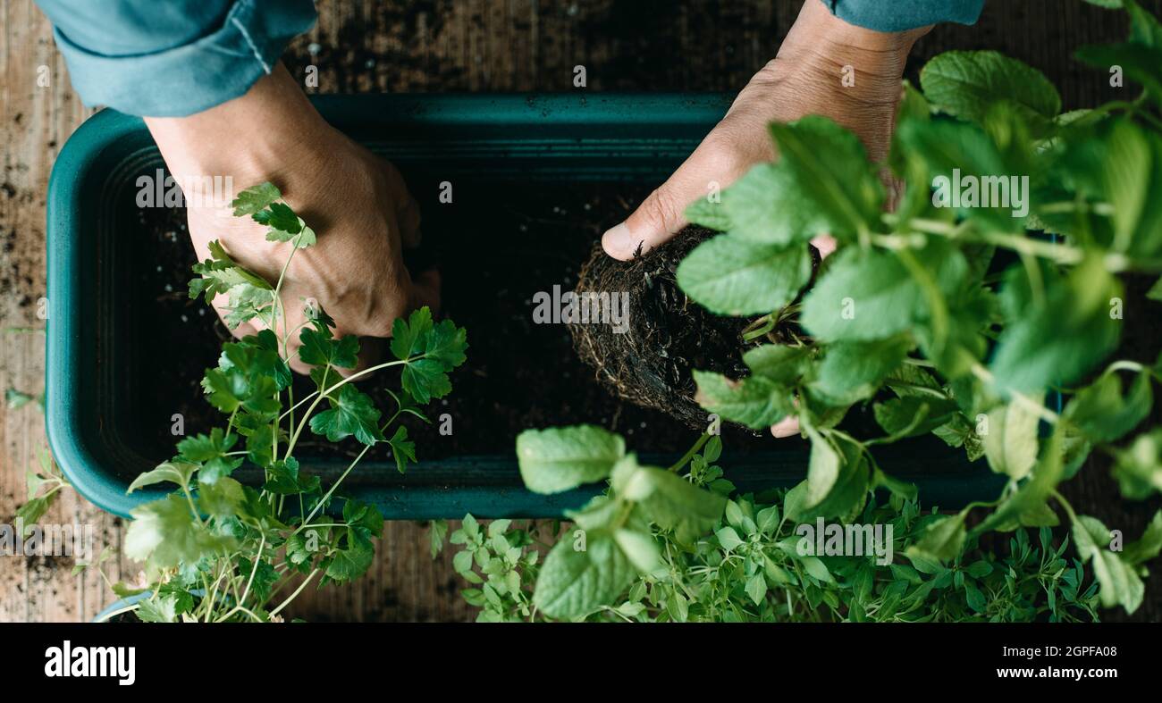 high angle view of a young caucasian man replanting a mint plant in a green window box, in a panoramic format to use as web banner or header Stock Photo
