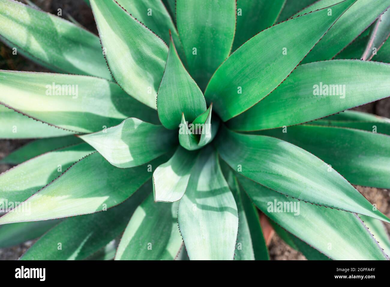 Green leaf texture of agave plant. Natural background. Stock Photo