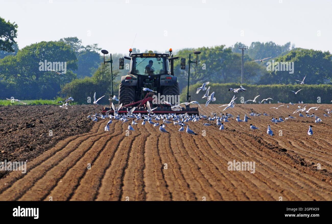 Black headed Gulls following tractor preparing soil for planting maize. Stock Photo