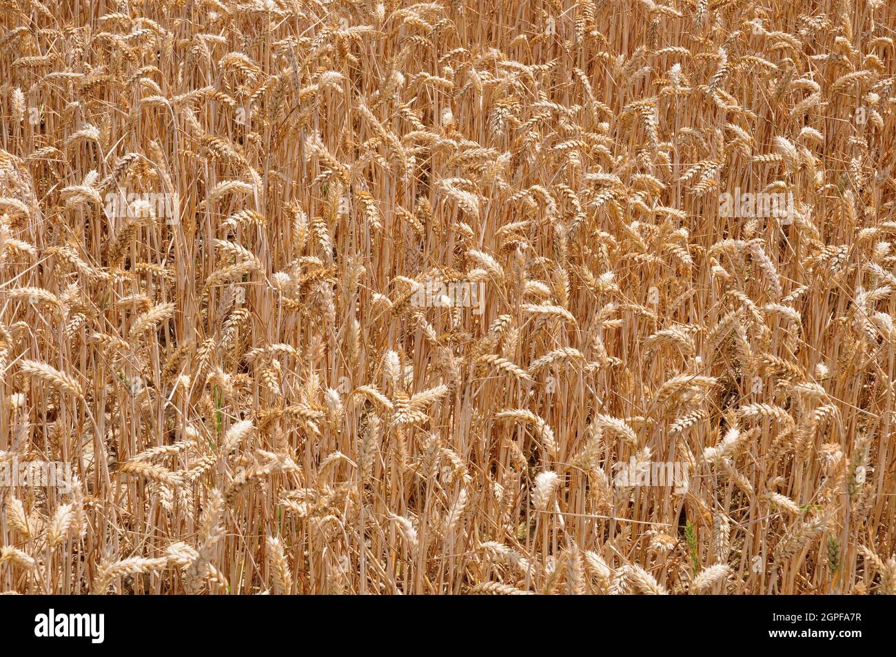 Crop of ripening wheat. Stock Photo