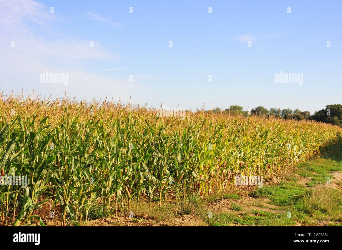Rpeneing Maize.  Grown for cattle feed. Stock Photo