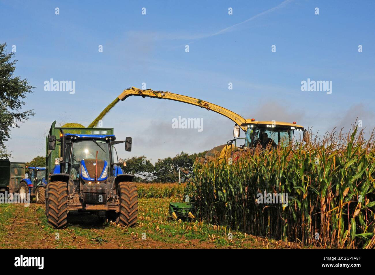 Crop harvester almost hidden by growing maize, shooting ground up plants into trailer. Second tractor and trailer waiting behind. Stock Photo