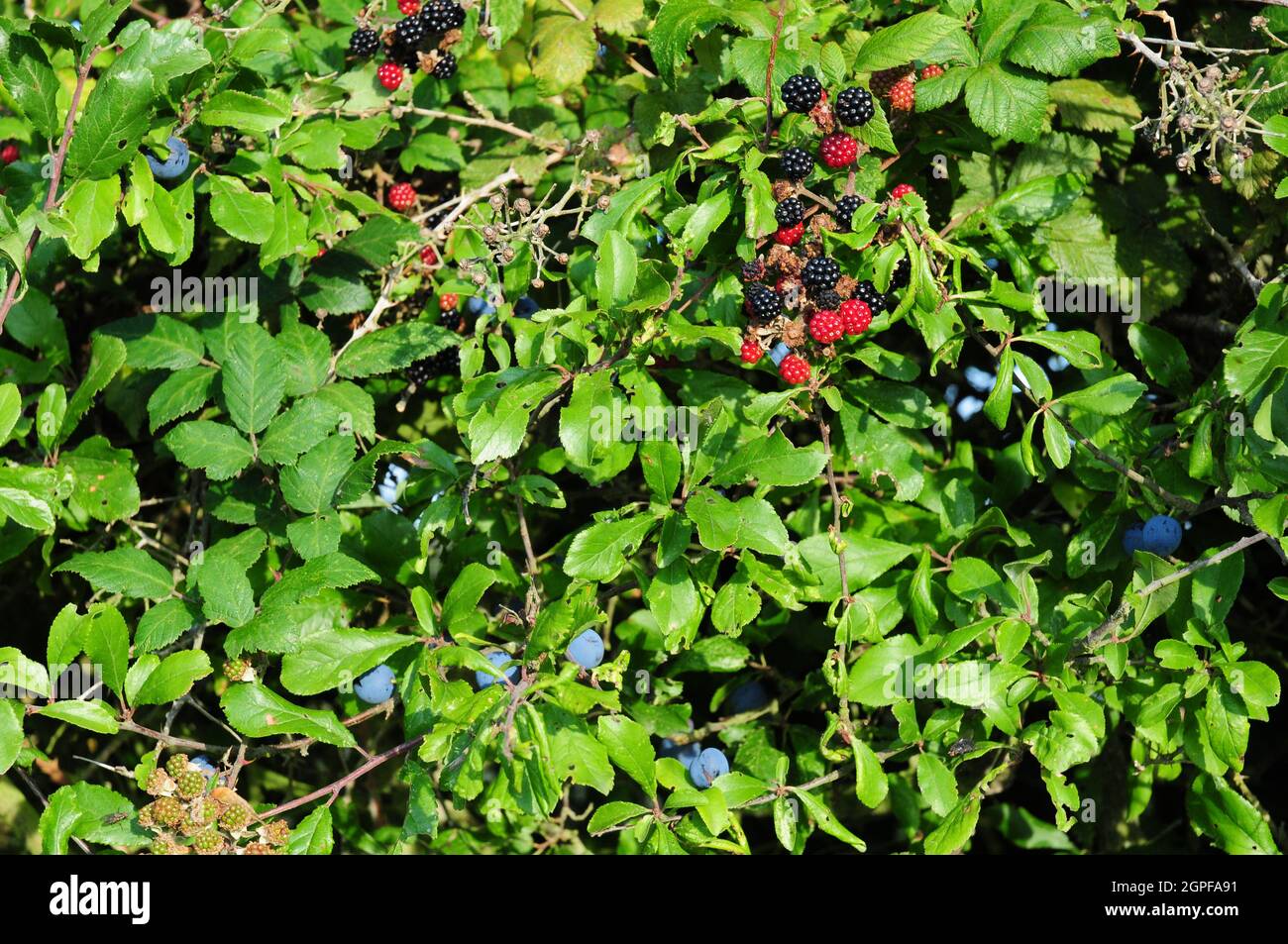 Ripening blackberries and sloes in a hedgerow. Stock Photo