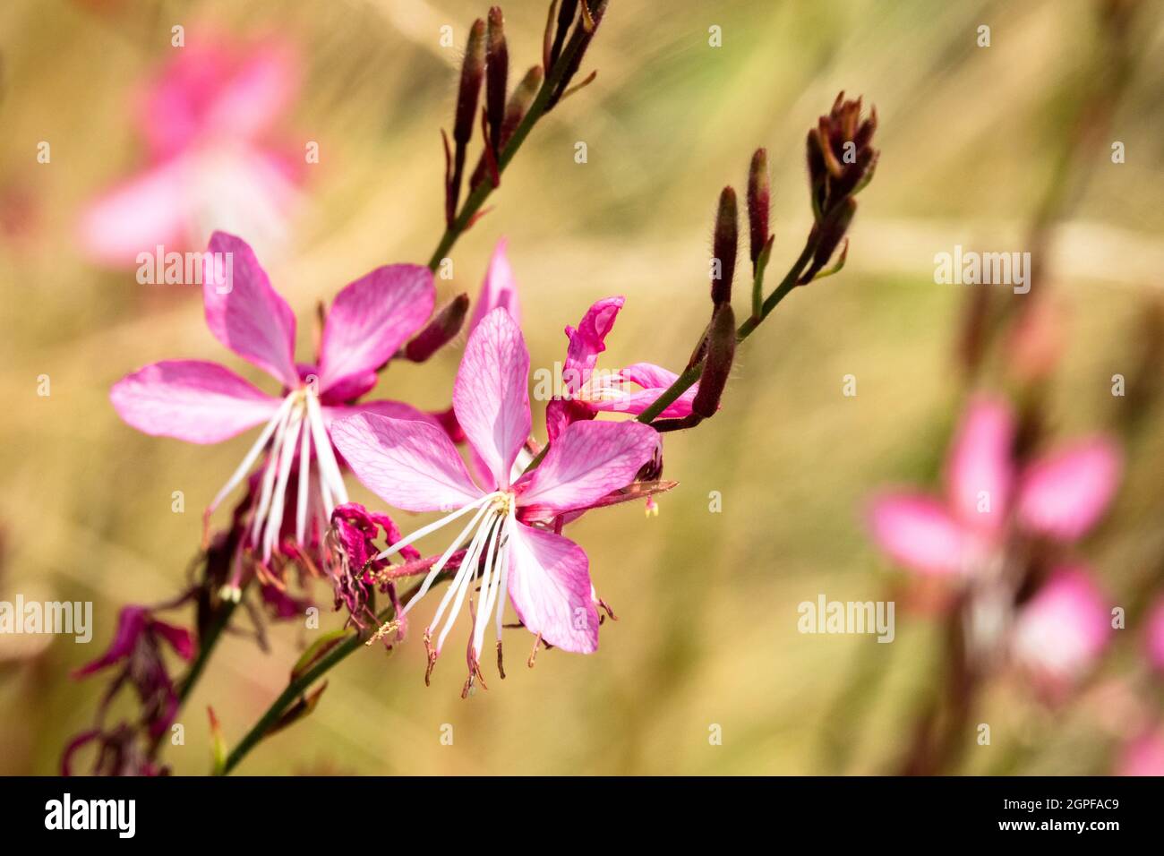 Pink Gaura lindheimeri 'Lillipop Blush' flower close up Stock Photo