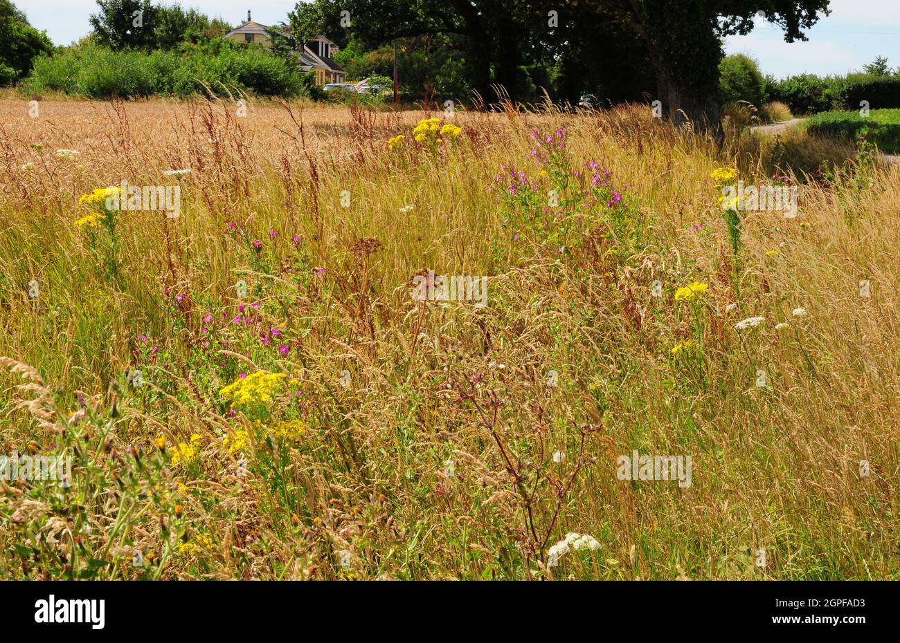 Wild flowers and grases in a field margin Stock Photo Alamy