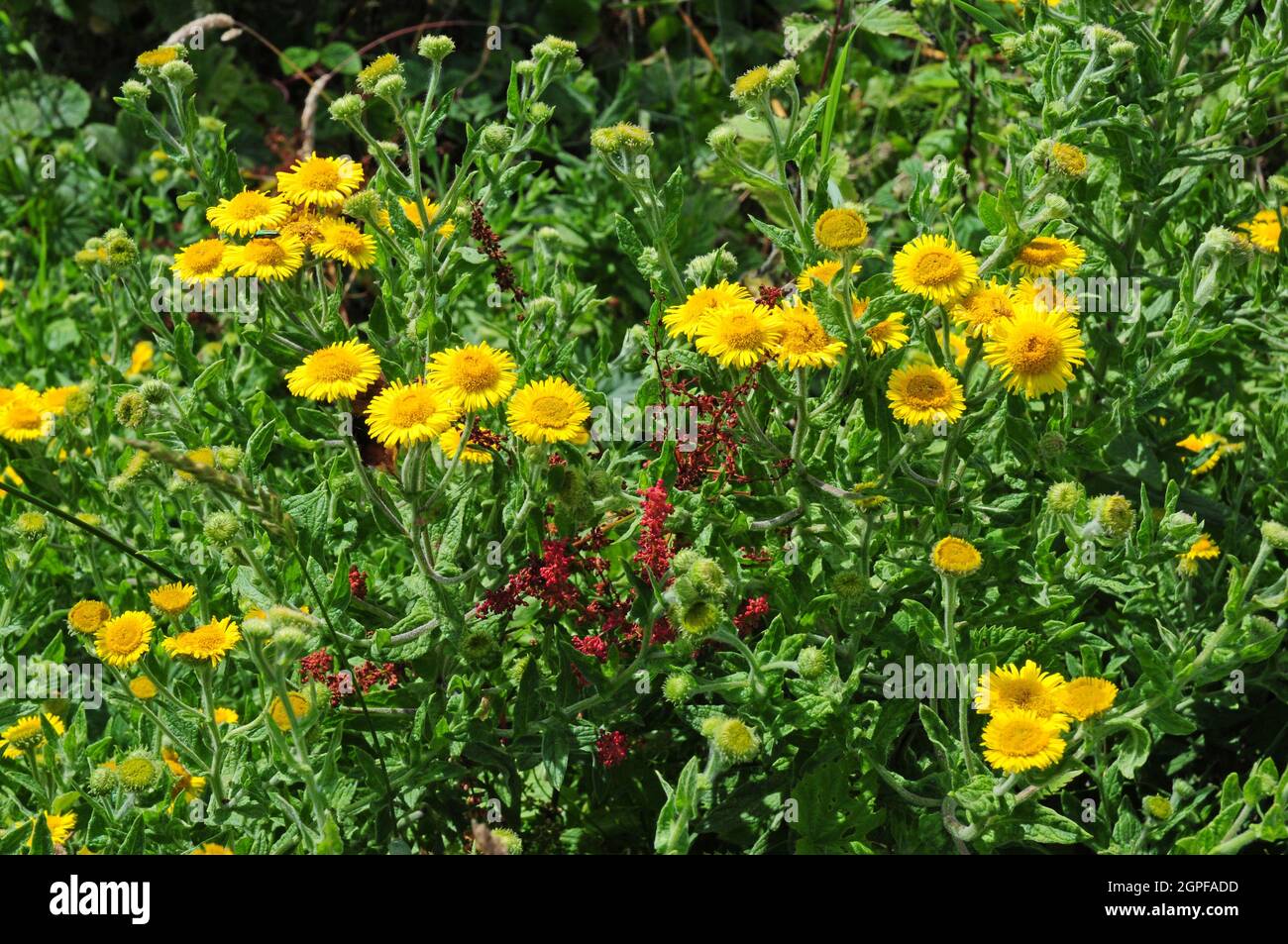 Fleabane blooming at the edge of a lane. Stock Photo