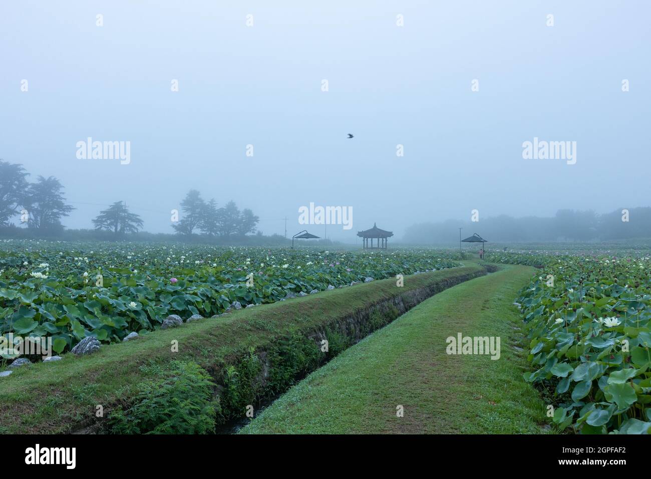 misty morning landscape of lotus field, Gyeongju-si, Korea Stock Photo