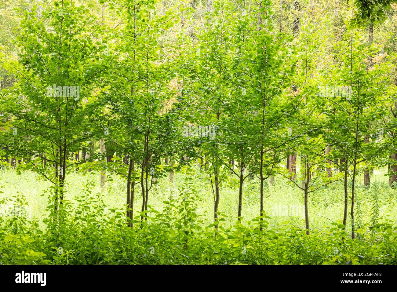green trees in summer Stock Photo