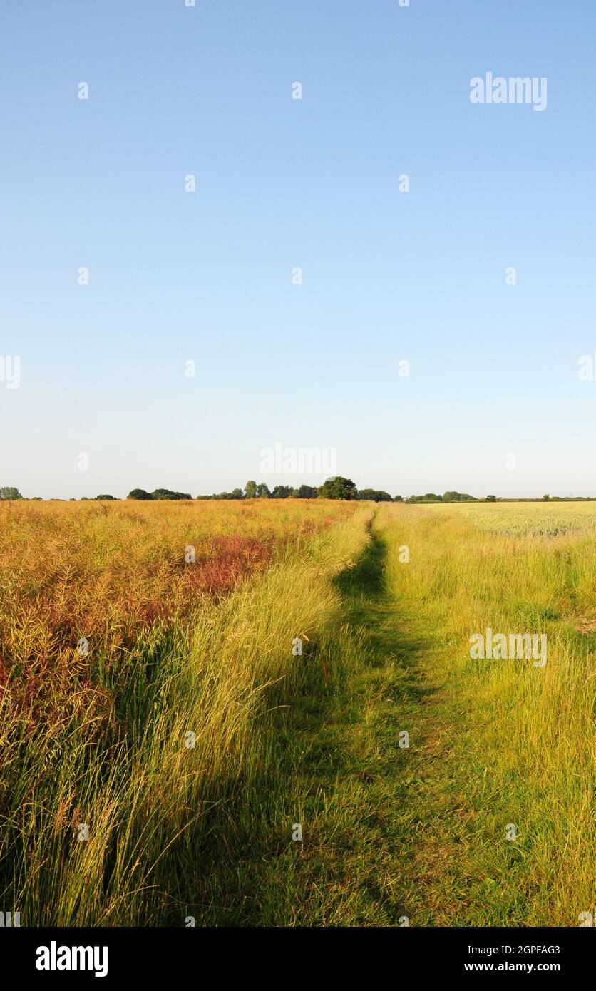 Footpath between crops. Stock Photo