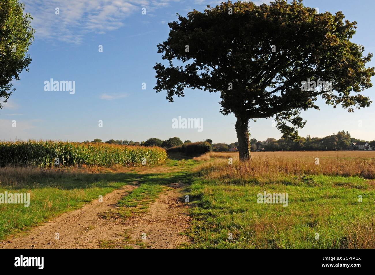 Farm track - footpath  between two ripening crops.  Oak tree. Stock Photo