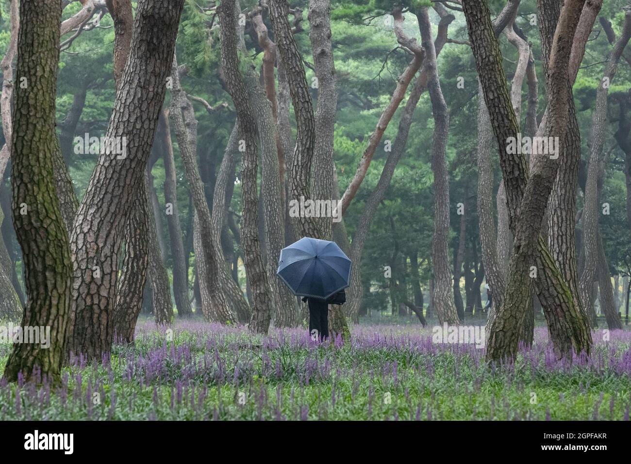 pine grove with lilyturf in Hwangseong park, Gyeongju-si, Korea Stock Photo