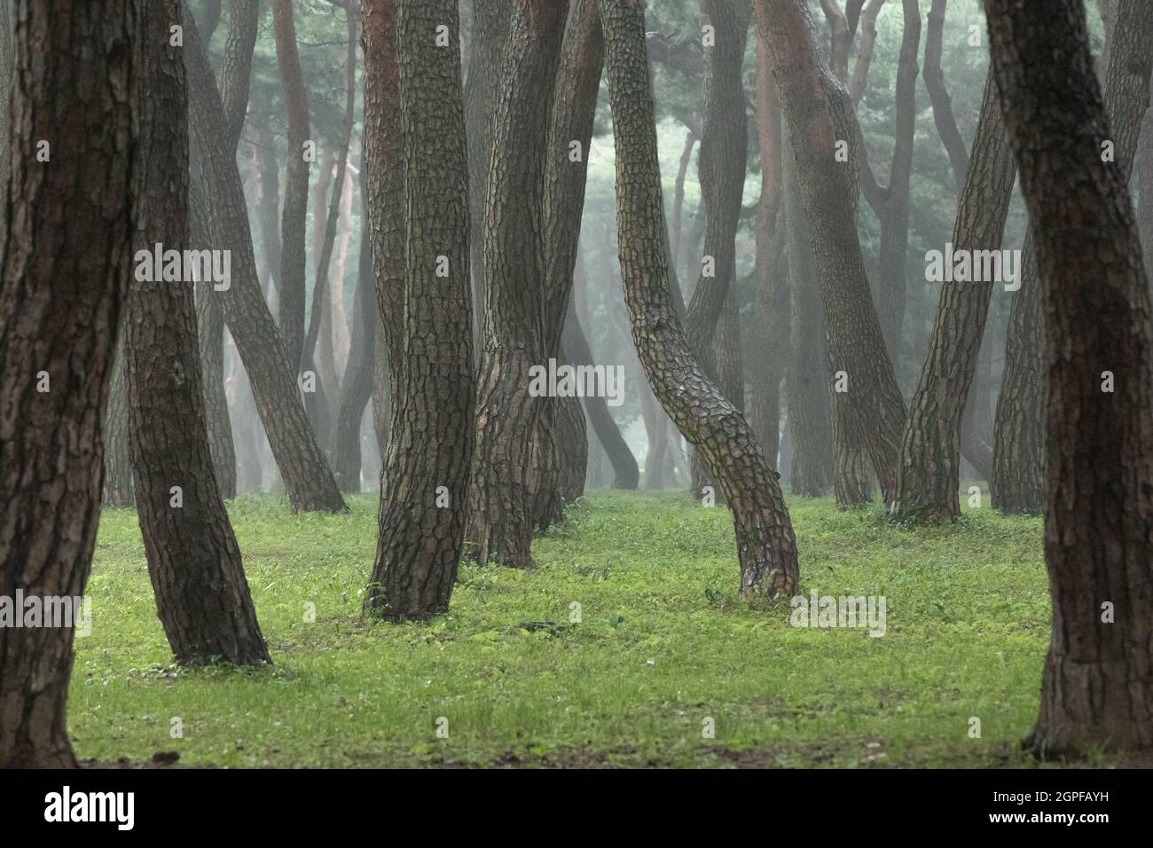 misty morning landscape of pine grove, Hwangseong Park, Gyeongju-si, Korea Stock Photo