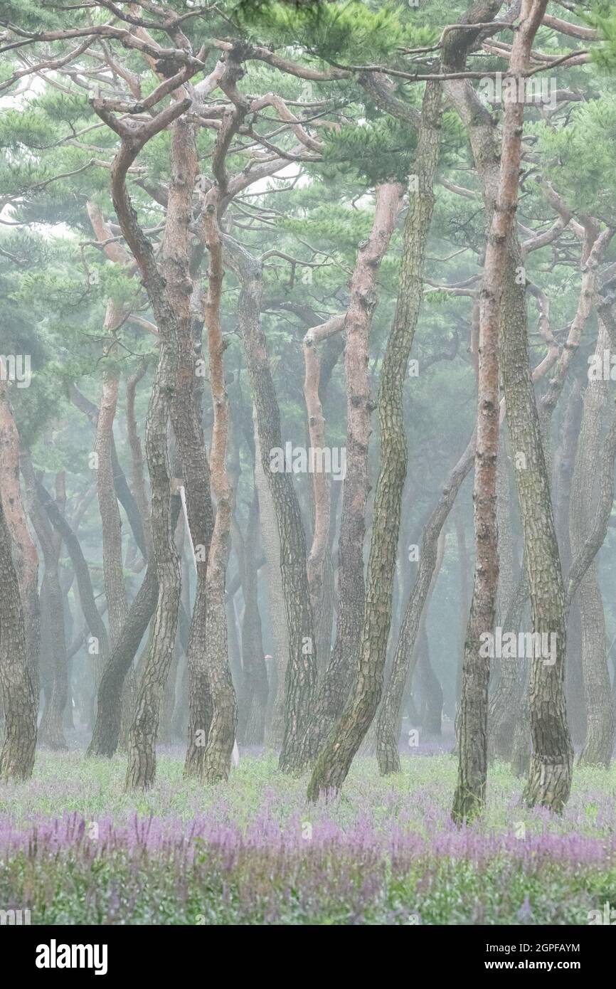 pine grove with lilyturf in Hwangseong park, Gyeongju-si, Korea Stock Photo