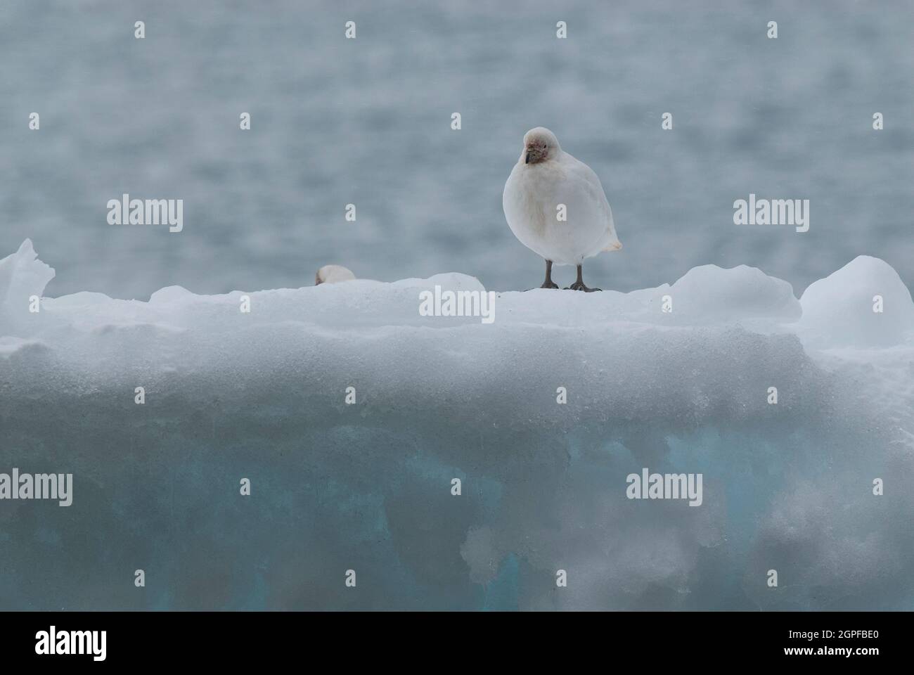 Snowy Sheathbill, Chionis albus, on ice, Antartica. Stock Photo