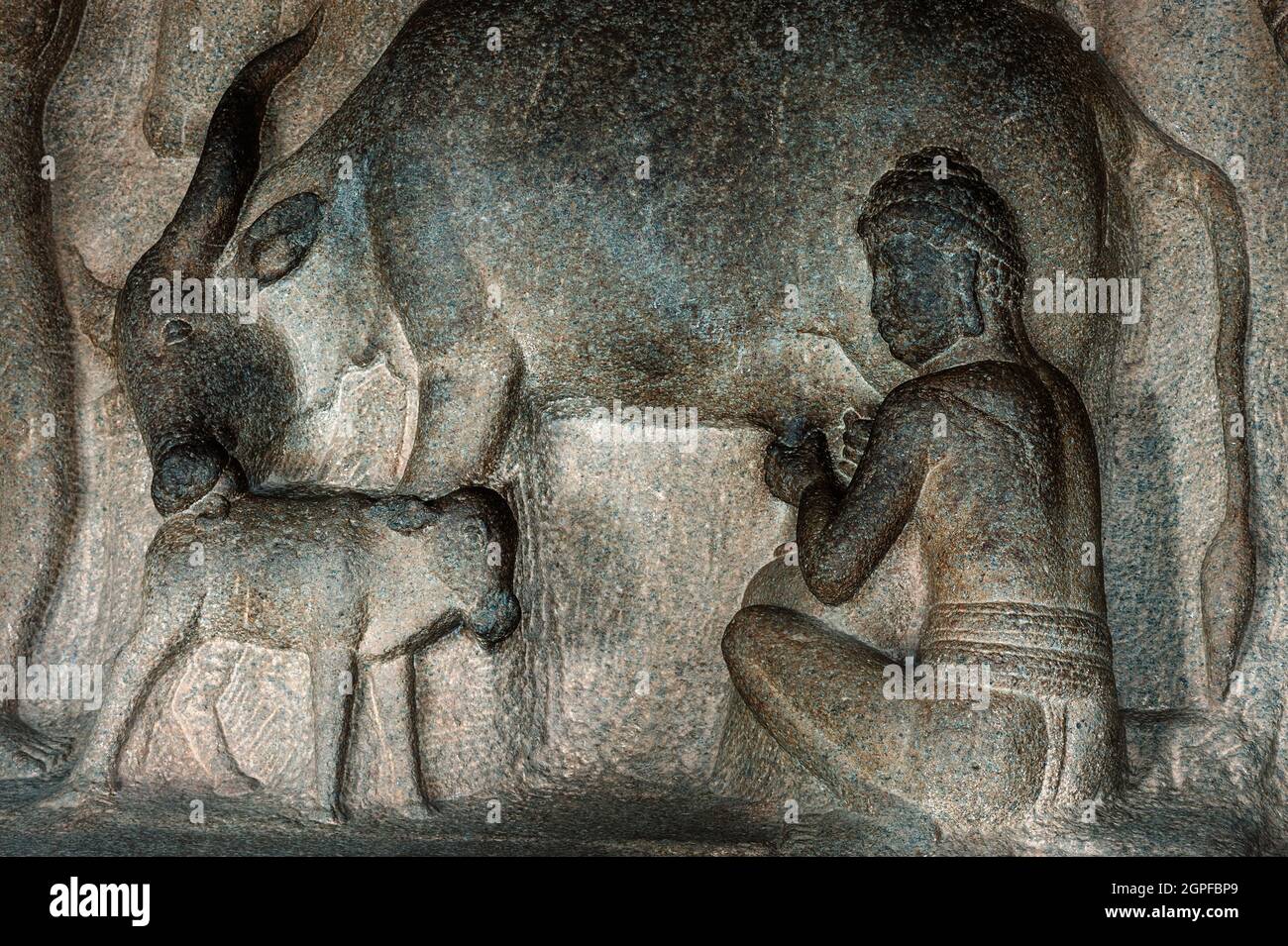 Ancient base-relief cave sculptures of cow, calf, and man milking the cow, all on large rock formation in Mamallapuram, Tamil Nadu, India. Stock Photo