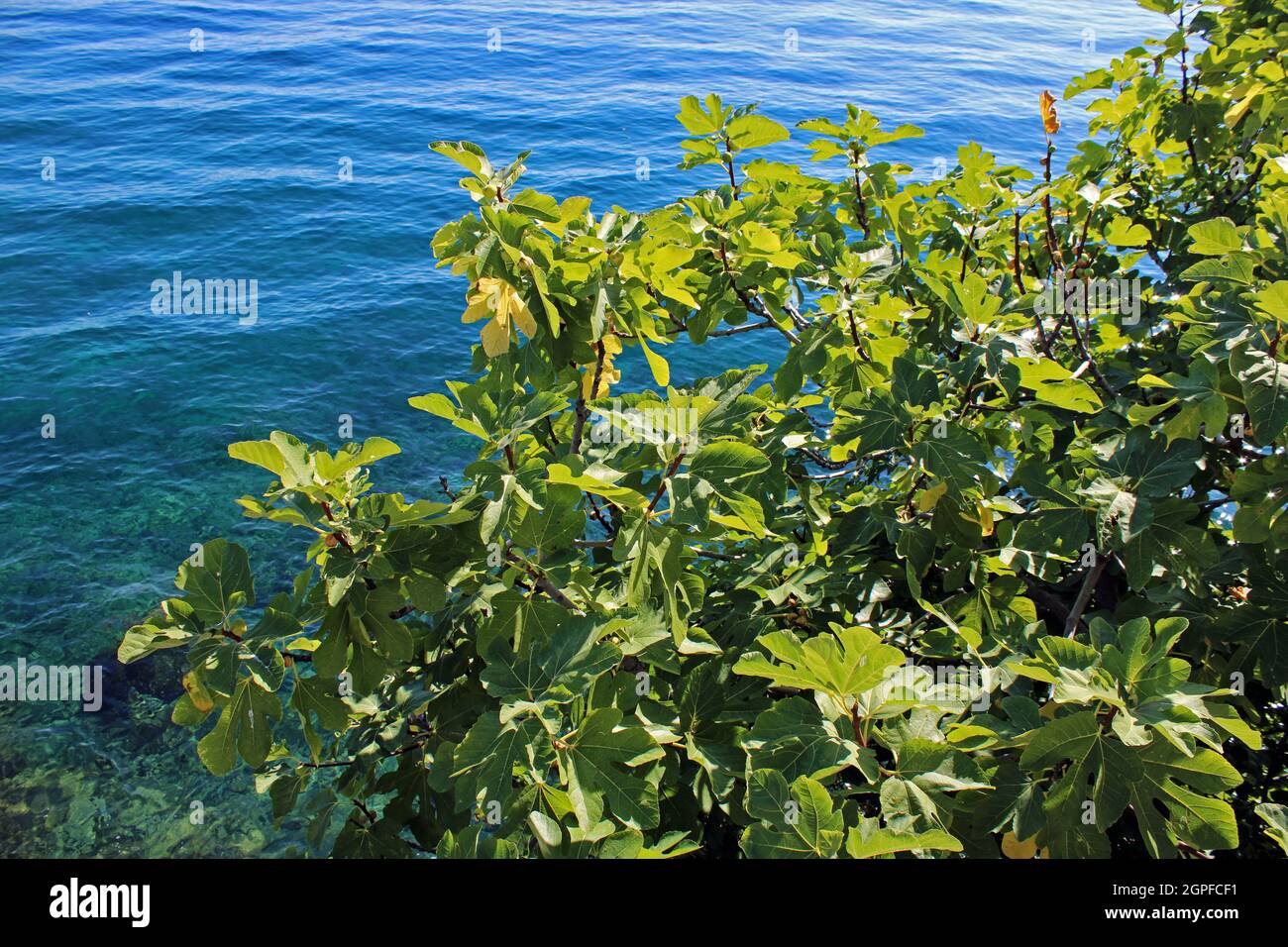 Lovran's coast, fig tree by the sea, Adriatic coast, Kvarner bay, city details, Croatia Stock Photo